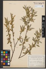 Foto von Salix alba L.